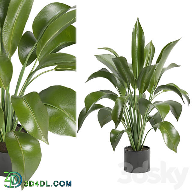 Indoor Plants in Ferm Living Bau Pot Large Set 136 3D Models 3DSKY