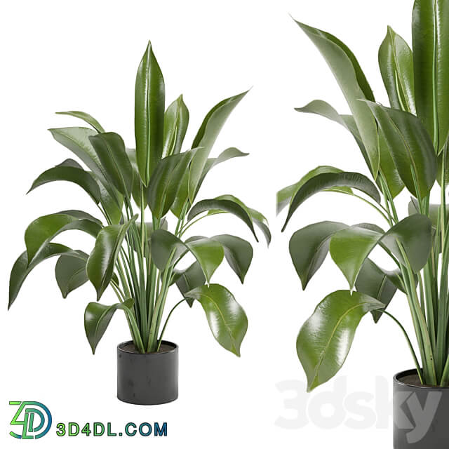 Indoor Plants in Ferm Living Bau Pot Large Set 136 3D Models 3DSKY