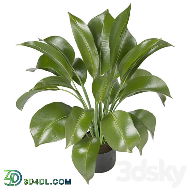 Indoor Plants in Ferm Living Bau Pot Large Set 136 3D Models 3DSKY