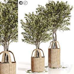 Olive trees 5 3D Models 3DSKY 