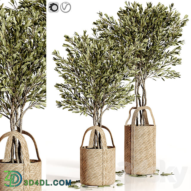 Olive trees 5 3D Models 3DSKY