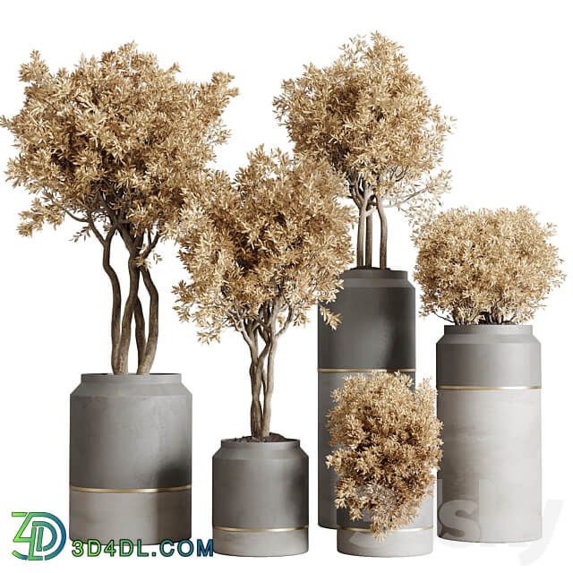 collection autumn leaves Indoor plant 128 dirty concrete pots dry plants vray 3D Models 3DSKY