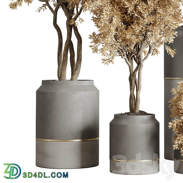 collection autumn leaves Indoor plant 128 dirty concrete pots dry plants vray 3D Models 3DSKY