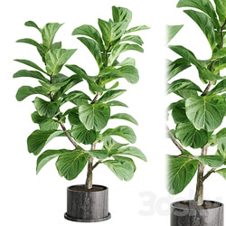 indoor plant Set 04 3D Models 3DSKY 