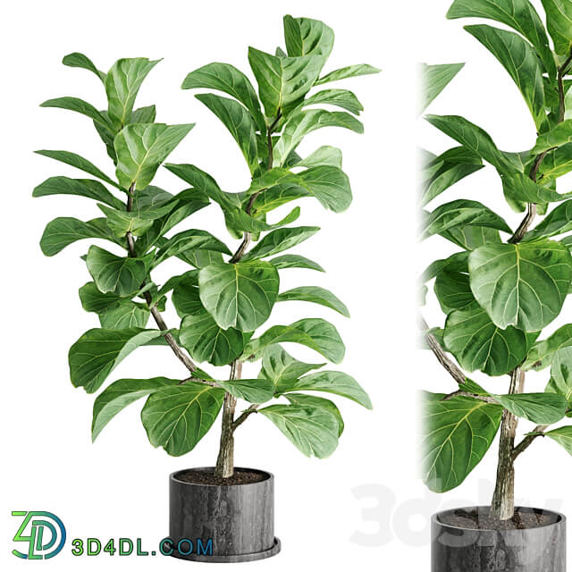 indoor plant Set 04 3D Models 3DSKY