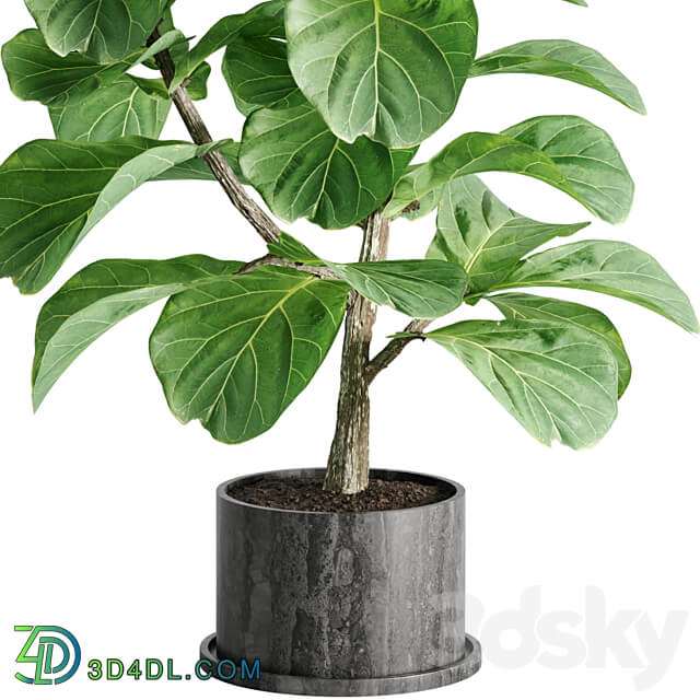 indoor plant Set 04 3D Models 3DSKY