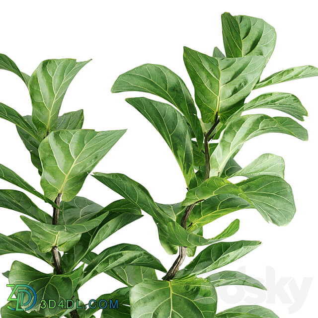 indoor plant Set 04 3D Models 3DSKY