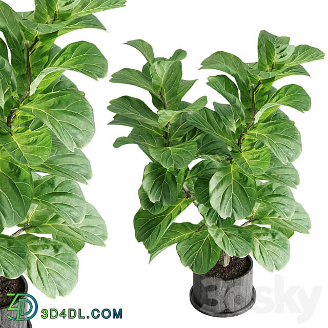 indoor plant Set 04 3D Models 3DSKY