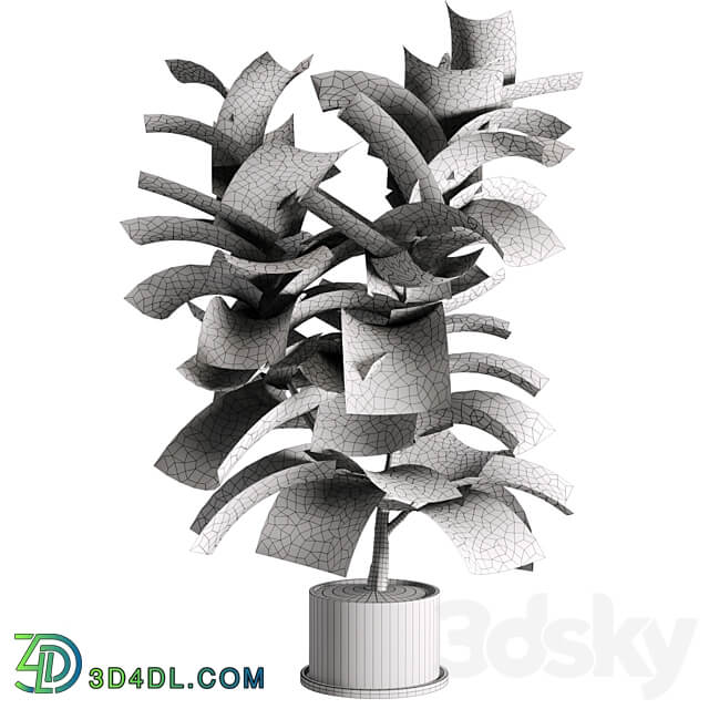 indoor plant Set 04 3D Models 3DSKY