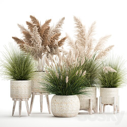 Plant collection 1080. pampas grass white basket reeds rattan landscaping eco design natural decor dried flowers 3D Models 