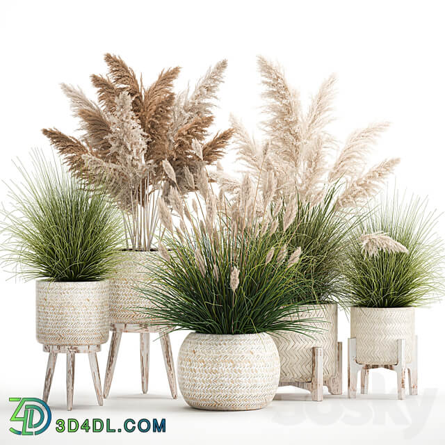 Plant collection 1080. pampas grass white basket reeds rattan landscaping eco design natural decor dried flowers 3D Models