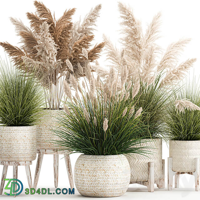 Plant collection 1080. pampas grass white basket reeds rattan landscaping eco design natural decor dried flowers 3D Models