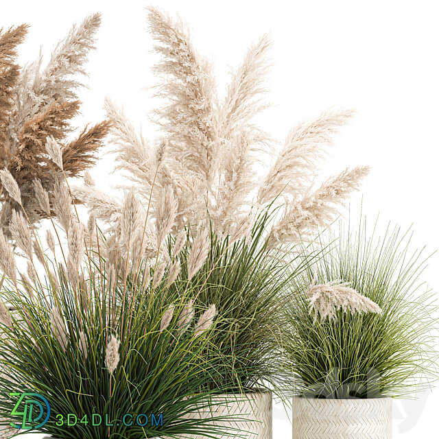 Plant collection 1080. pampas grass white basket reeds rattan landscaping eco design natural decor dried flowers 3D Models