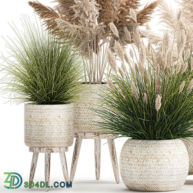 Plant collection 1080. pampas grass white basket reeds rattan landscaping eco design natural decor dried flowers 3D Models