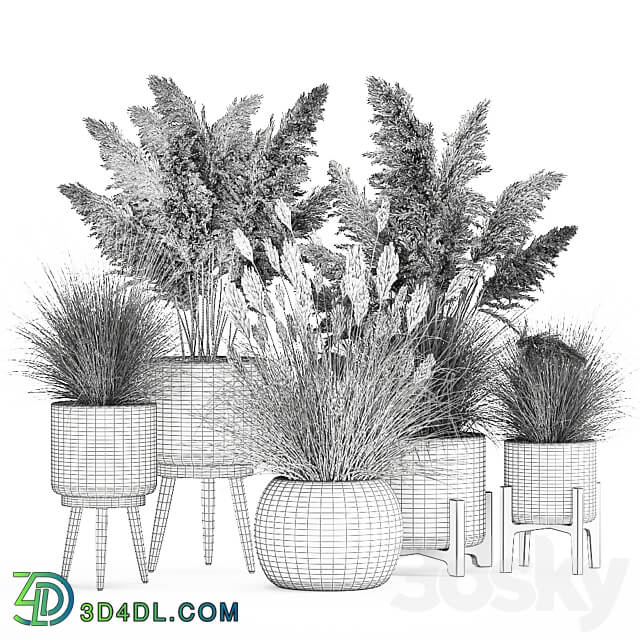 Plant collection 1080. pampas grass white basket reeds rattan landscaping eco design natural decor dried flowers 3D Models