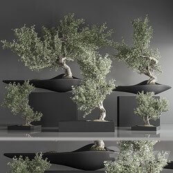 indoor plant bonsai set 29 3D Models 3DSKY 