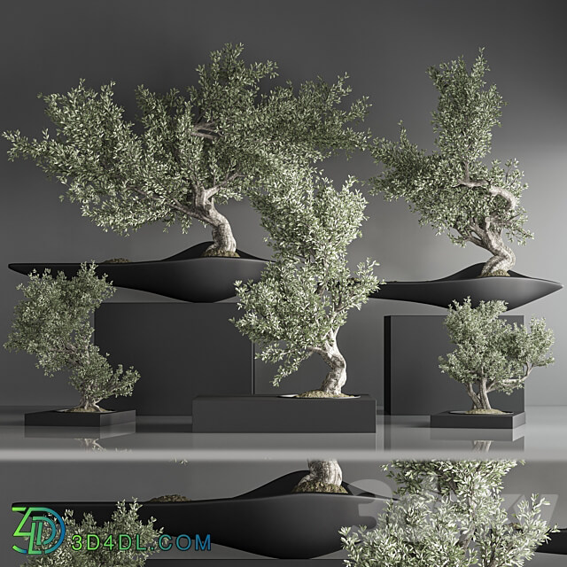 indoor plant bonsai set 29 3D Models 3DSKY