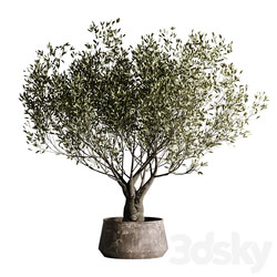 indoor plant set 09 3D Models 3DSKY 