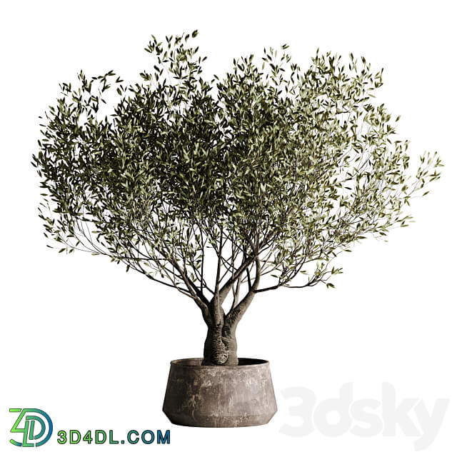 indoor plant set 09 3D Models 3DSKY