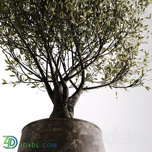 indoor plant set 09 3D Models 3DSKY