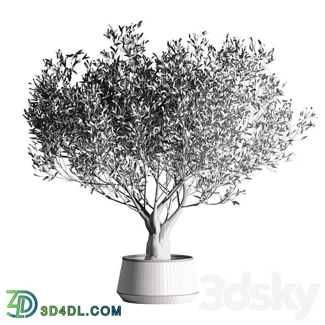 indoor plant set 09 3D Models 3DSKY