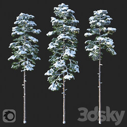 Pine. Set 02. Snow version 3D Models 3DSKY 