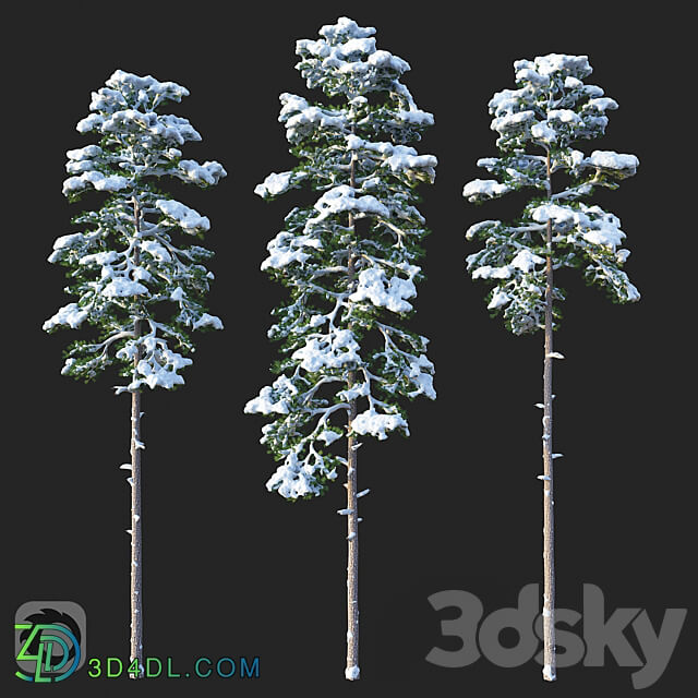 Pine. Set 02. Snow version 3D Models 3DSKY