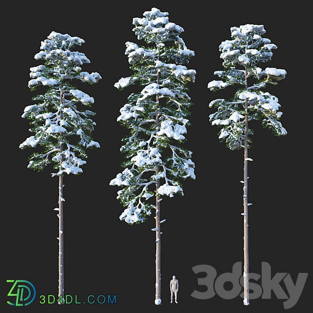 Pine. Set 02. Snow version 3D Models 3DSKY