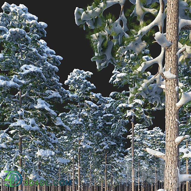 Pine. Set 02. Snow version 3D Models 3DSKY