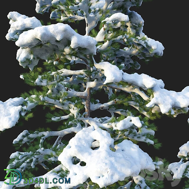 Pine. Set 02. Snow version 3D Models 3DSKY