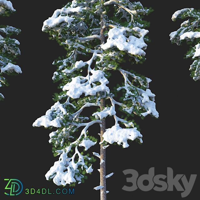 Pine. Set 02. Snow version 3D Models 3DSKY
