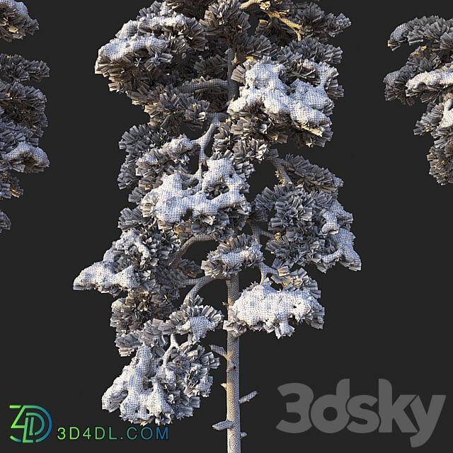 Pine. Set 02. Snow version 3D Models 3DSKY