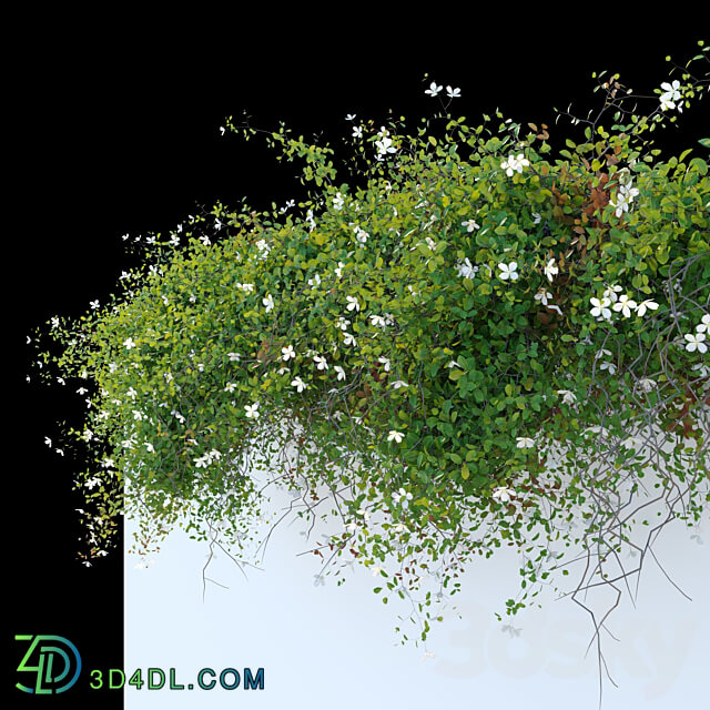 Hanging plant 33 3D Models 3DSKY