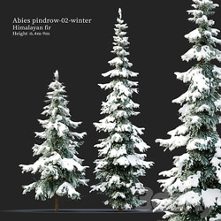 Abies pindrow winter 02 3D Models 