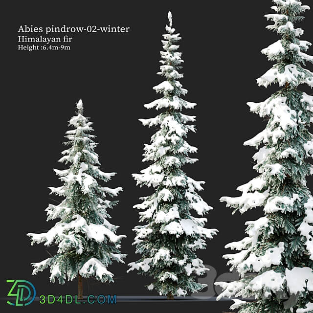 Abies pindrow winter 02 3D Models