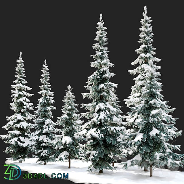 Abies pindrow winter 02 3D Models