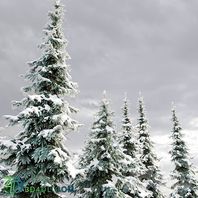 Abies pindrow winter 02 3D Models