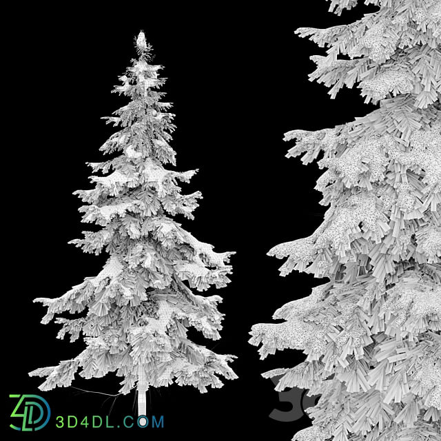 Abies pindrow winter 02 3D Models