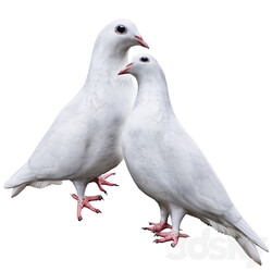 Pigeon 3D Models 