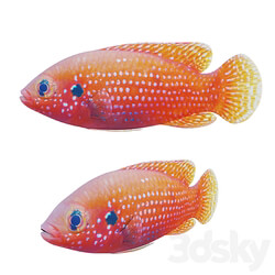 African jewel fish 3D Models 