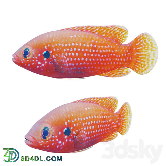 African jewel fish 3D Models