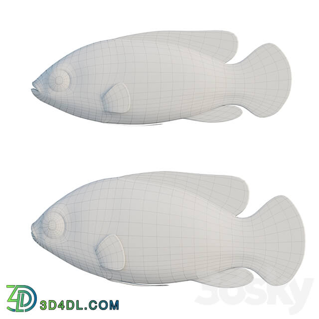 African jewel fish 3D Models