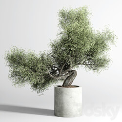 Bonsai Tree pots and shrubs 76 concrete dirt vase for plant outdoor 3D Models 