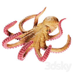 Octopus 3D Models 