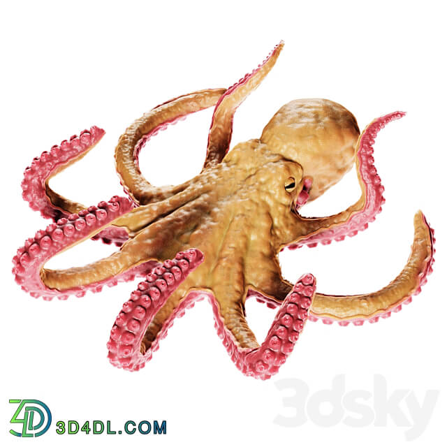 Octopus 3D Models