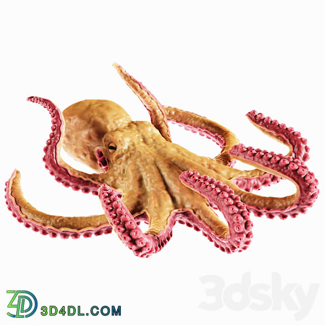 Octopus 3D Models