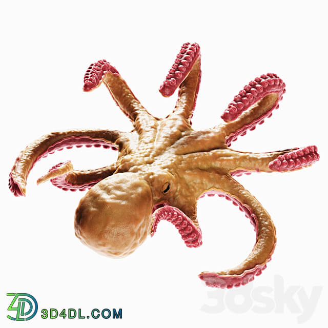 Octopus 3D Models