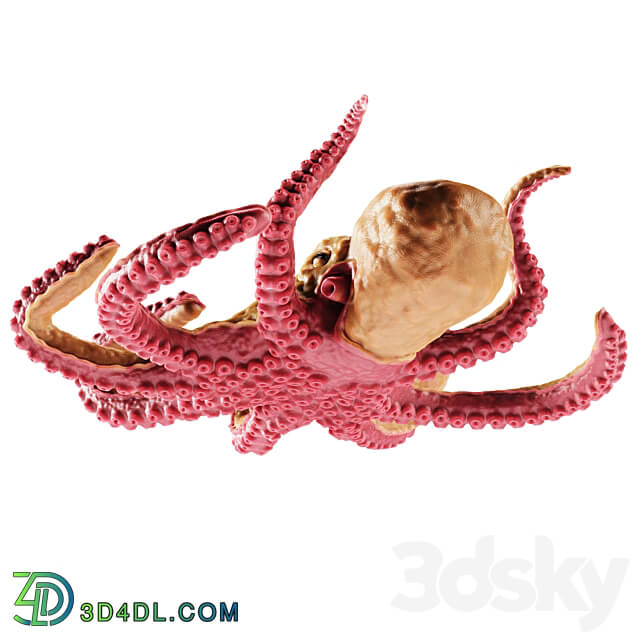 Octopus 3D Models