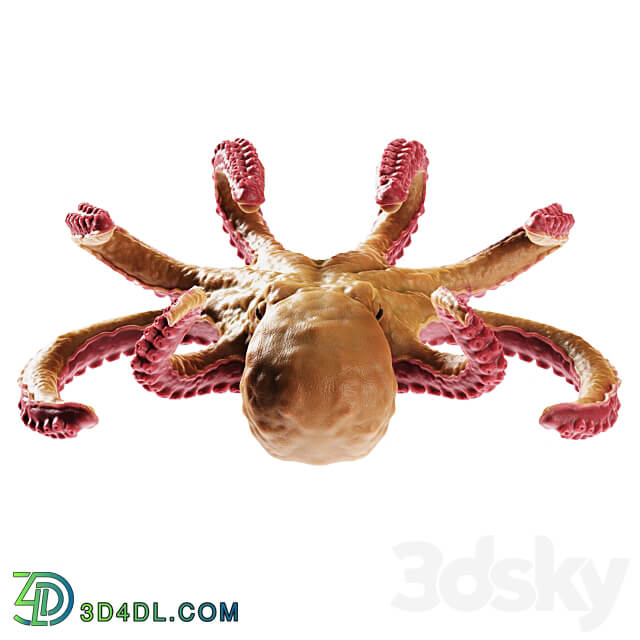 Octopus 3D Models