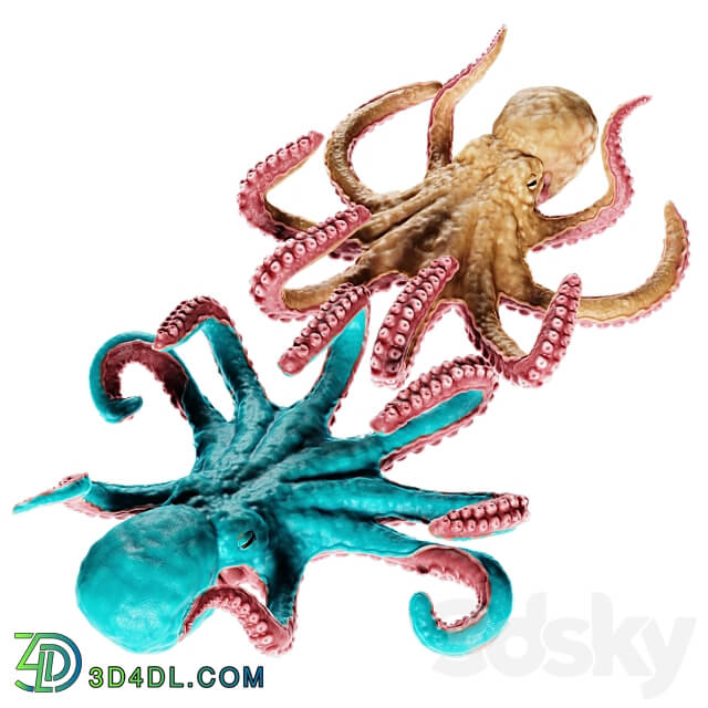 Octopus 3D Models